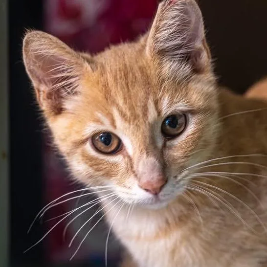 A baby small-sized male Orange / Red Domestic Short Hair cat named Sol for adoption in Decatur, GA