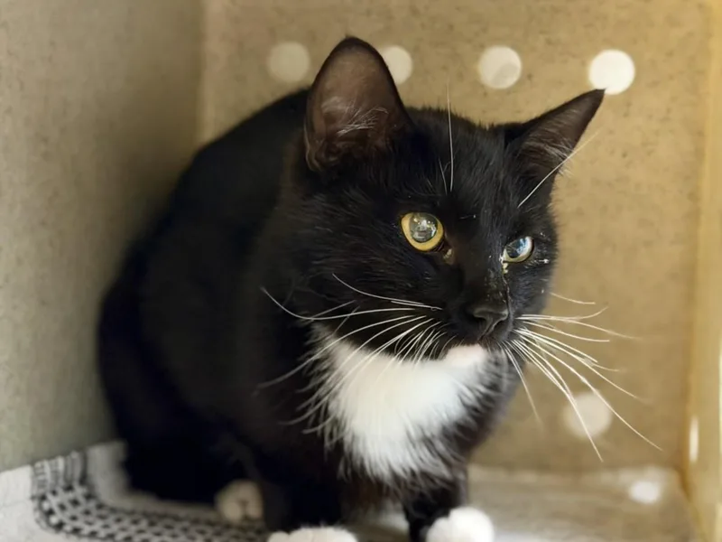A young small-sized female Domestic Short Hair cat named Misty for adoption in Loveland, CO