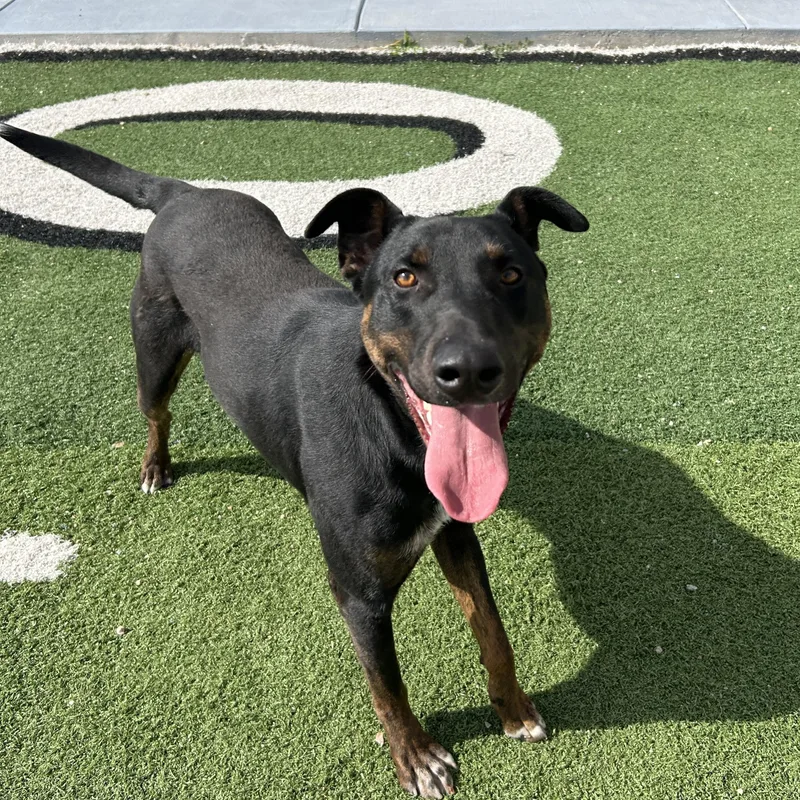 A young large-sized male Doberman Pinscher dog named Buster for adoption in Seward, NE