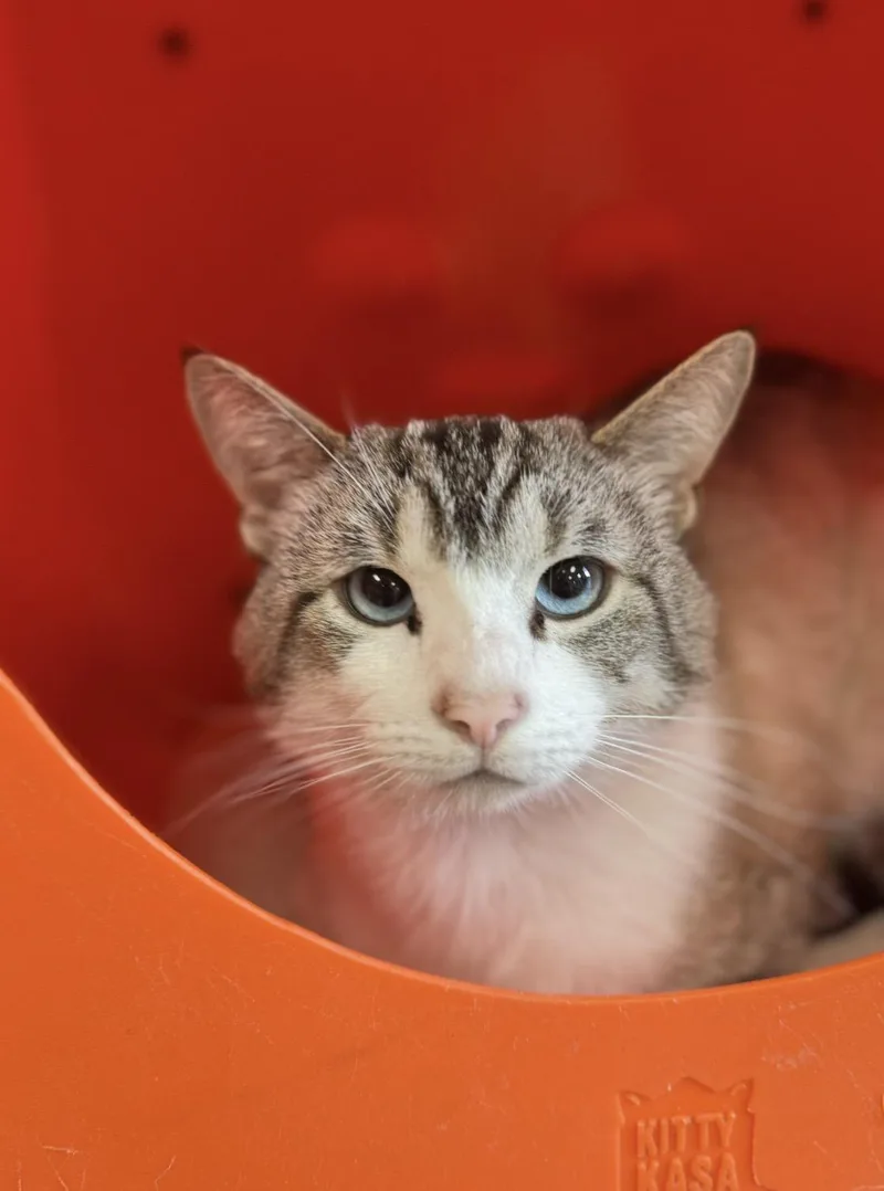 A young medium-sized male Domestic Short Hair cat named Eli for adoption in North Haven, CT