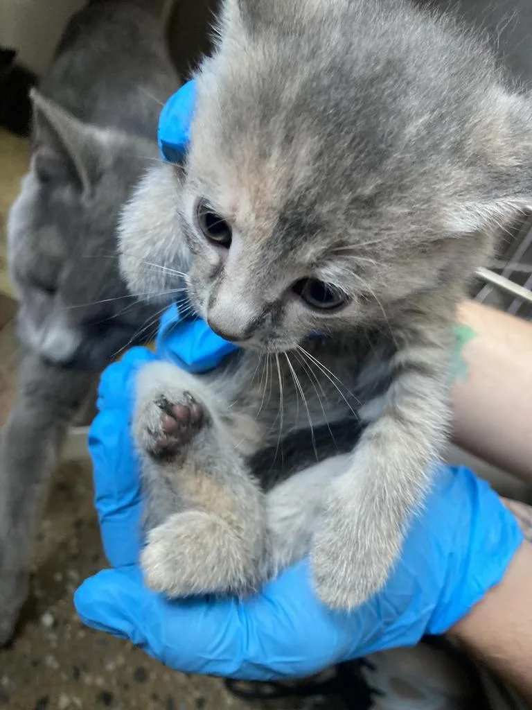A baby medium-sized female Domestic Short Hair cat named Azure for adoption in Burnsville, NC