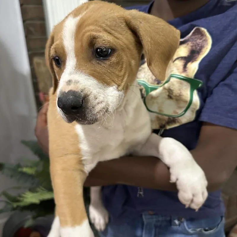 A baby small-sized male White / Cream Mixed Breed dog named Harley for adoption in Parrish, AL