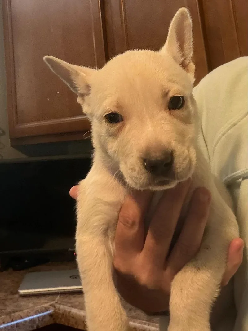 A baby medium-sized male German Shepherd Dog dog named Starbucks for adoption in Indianapolis, IN