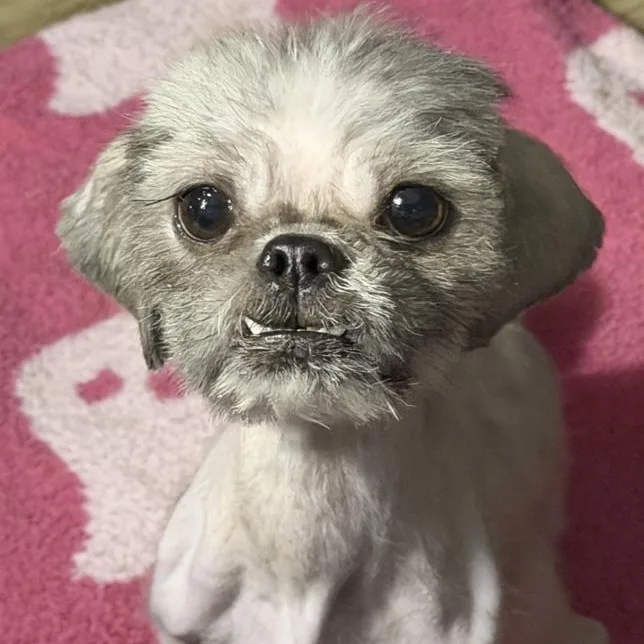 An adult small-sized male Shih Tzu dog named Jude for adoption in Toledo, OH