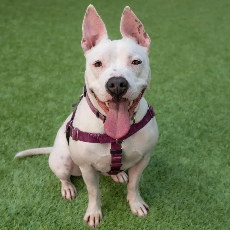 Princess thumbnail 2