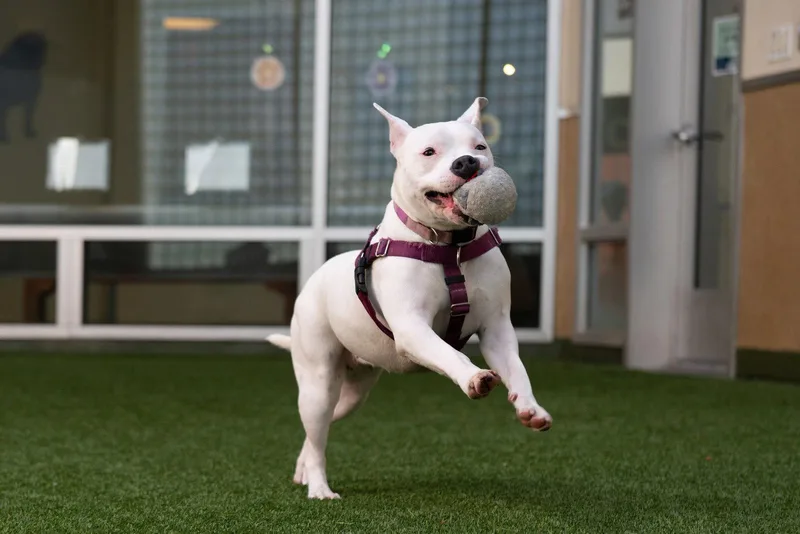 Princess thumbnail 3