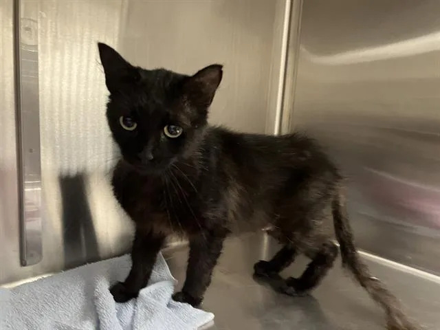A young medium-sized female Domestic Short Hair cat named Horchata for adoption in Kent, WA