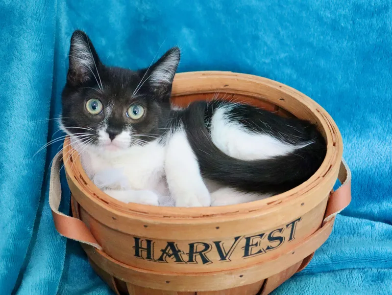 A baby medium-sized male Turkish Van cat named Chestnut for adoption in Saint Augustine, FL