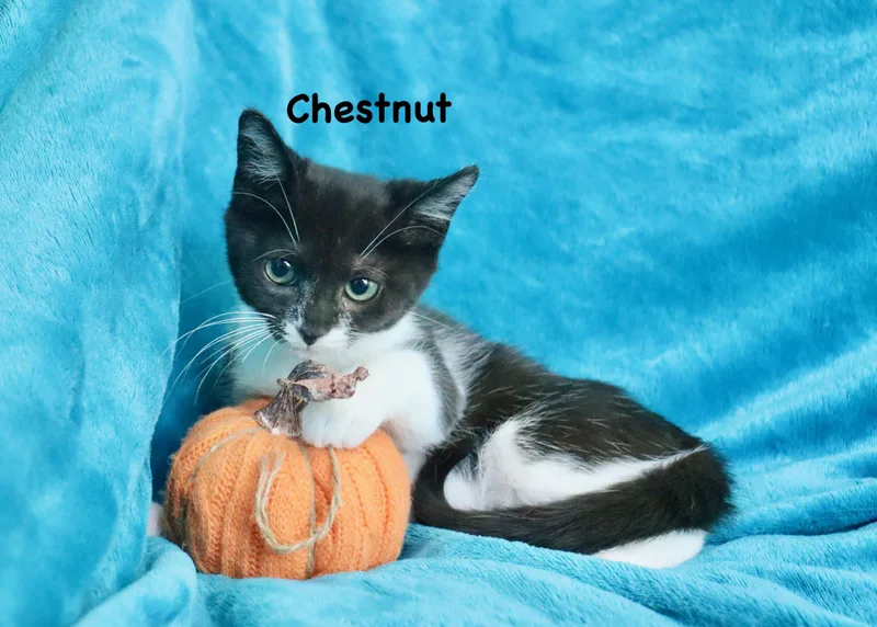 Chestnut thumbnail 4