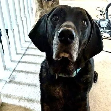 An adult large-sized male Black Hound dog named Watson for adoption in Irmo, SC
