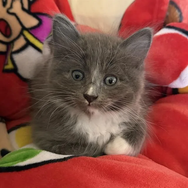 A baby small-sized male Domestic Short Hair cat named Sir Pounce for adoption in Sacramento, CA