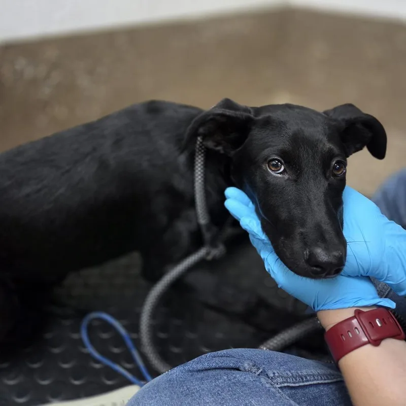 A baby large-sized female Black Labrador Retriever dog named Absolem for adoption in Incline Village, NV