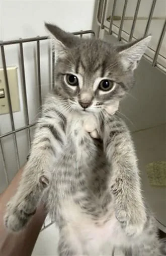 A baby small-sized female Domestic Short Hair cat named Lucy for adoption in Hayward, CA