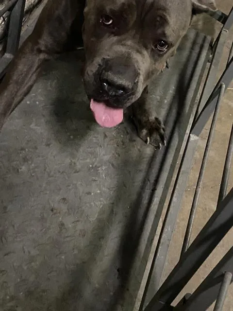 Bowser
