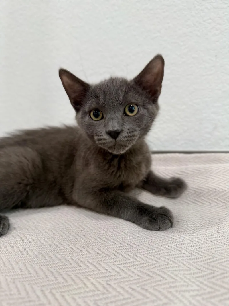 A baby medium-sized male Gray / Blue / Silver Domestic Short Hair cat named Newton for adoption in Las Vegas, NV