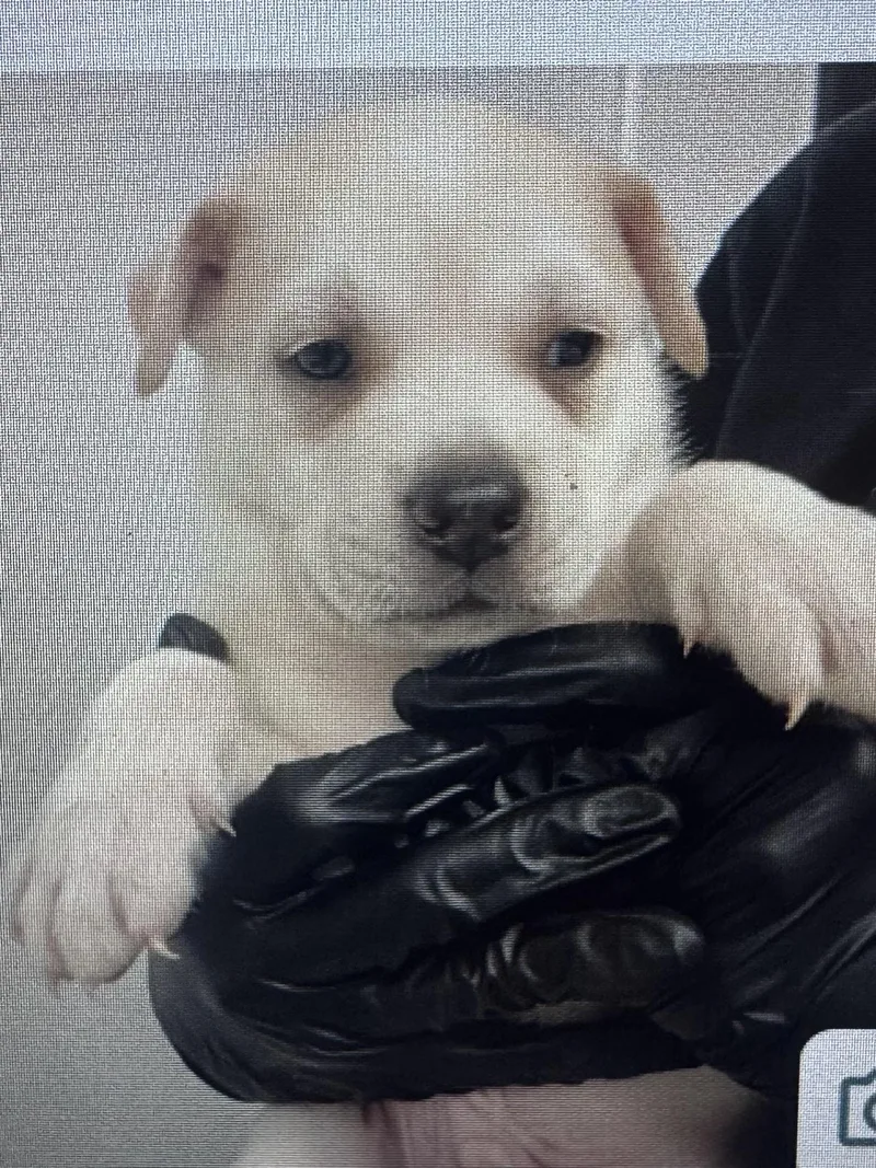 A baby medium-sized male Mixed Breed dog named Oatmeal for adoption in Copiague, NY