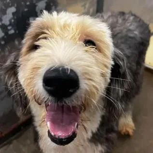 An adult large-sized female Gray / Blue / Silver Sheep Dog dog named Stormy for adoption in Bessemer, AL