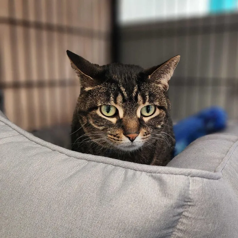 An adult medium-sized male Brown / Chocolate Domestic Short Hair cat named Boujie Milo for adoption in Davenport, IA