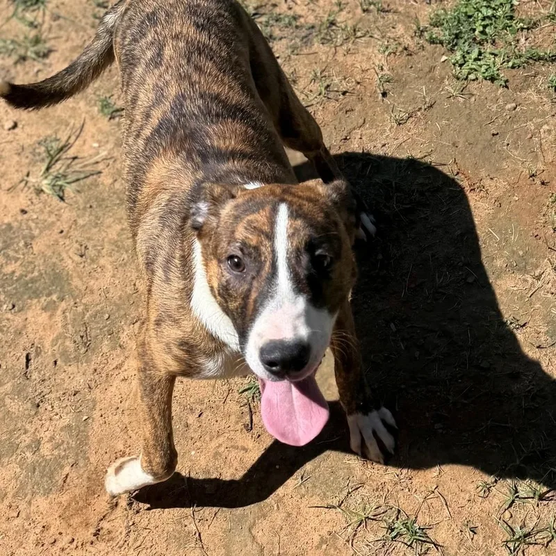 A young medium-sized female Brindle Labrador Retriever dog named Poppy for adoption in Summerdale, AL