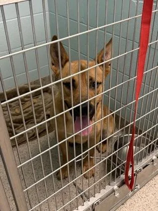 An adult large-sized male Carolina Dog dog named Captain for adoption in Fishers, IN