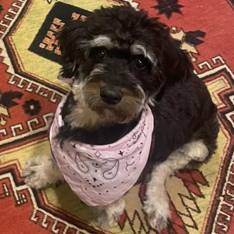 An adult medium-sized female Aussiedoodle dog named Sabrina for adoption in Richmond, VA