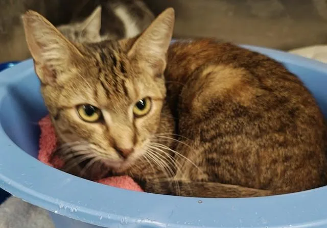 A young small-sized female Domestic Short Hair cat named Zelda for adoption in Ocala, FL