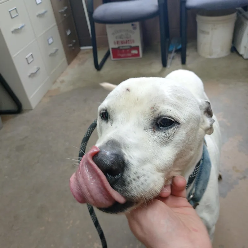 A senior medium-sized male Pit Bull Terrier dog named 26-044 for adoption in Carrollton, OH