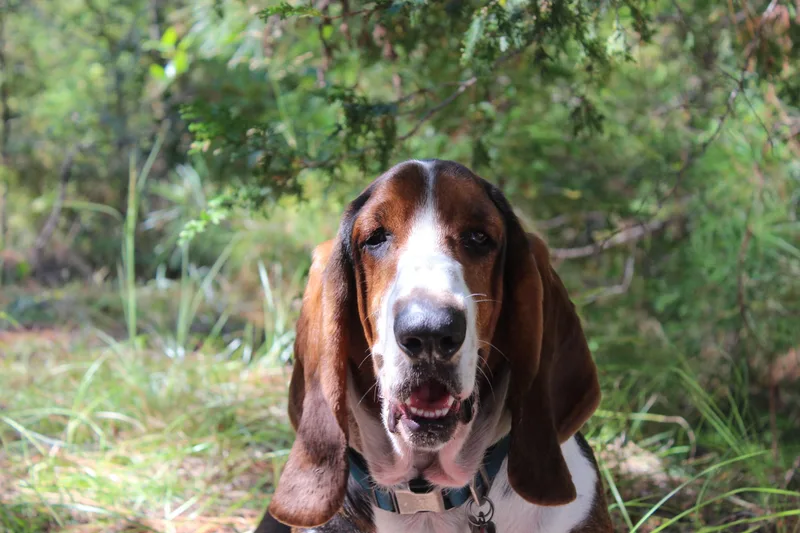 An adult large-sized male Tricolor (Brown, Black, & White) Basset Hound dog named Boone for adoption in Auburndale, FL