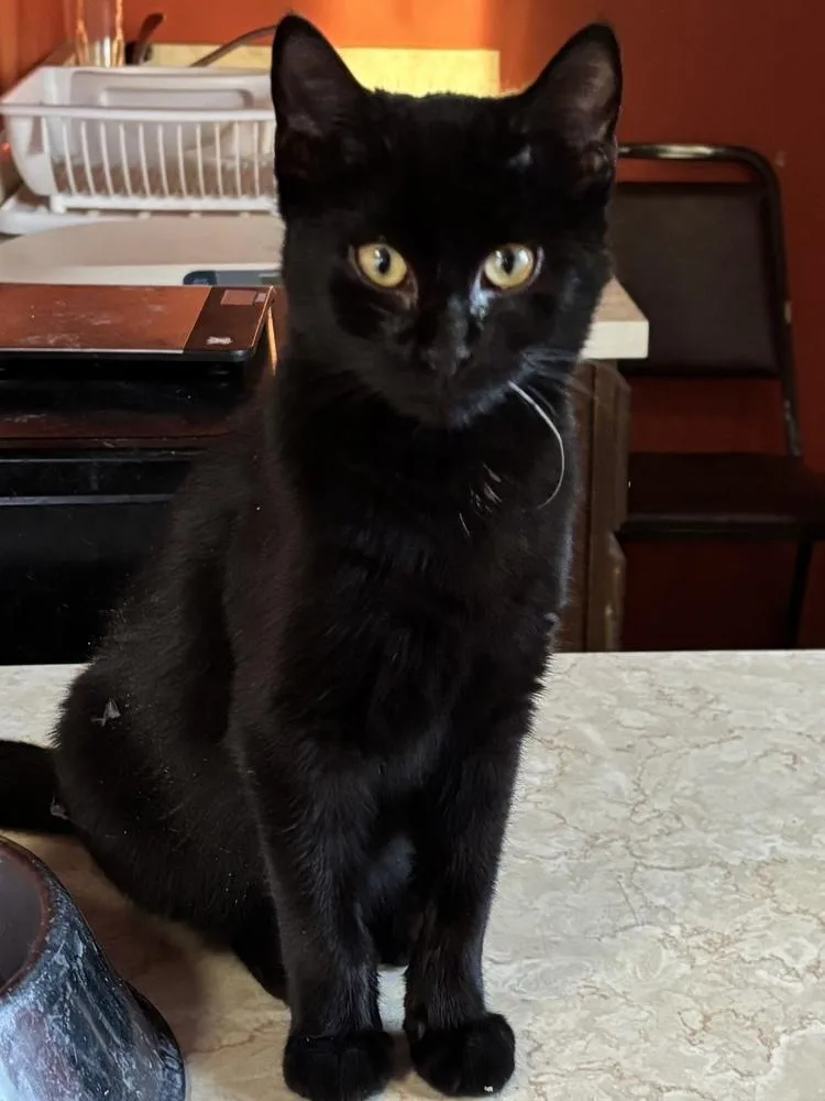 A baby medium-sized male Black Domestic Short Hair cat named Bond Infilitrator: Jet for adoption in Warren, CT
