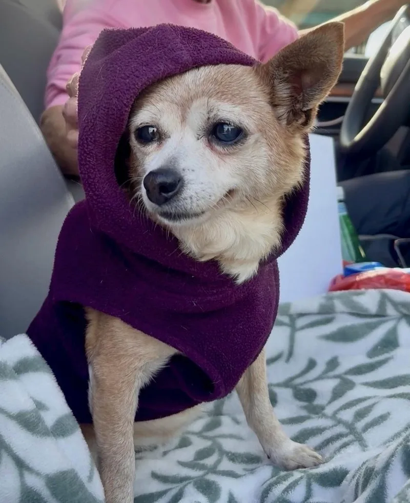 Coco thumbnail 3