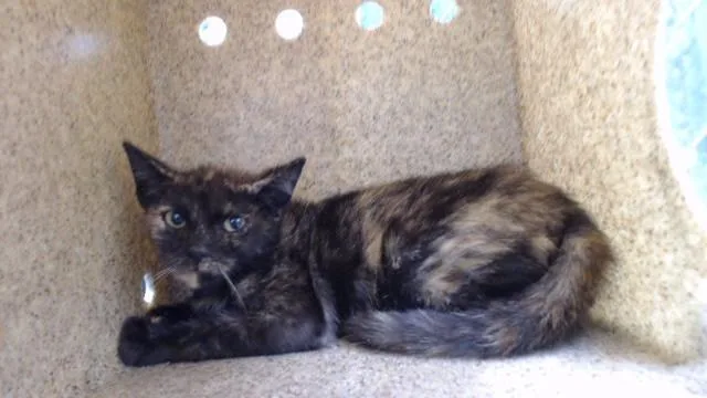 A baby medium-sized female Domestic Short Hair cat named Shayla for adoption in Downey, CA