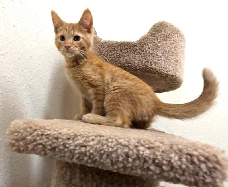 A baby medium-sized male Orange / Red Domestic Short Hair cat named Jalapeno Popper for adoption in Red Wing, MN
