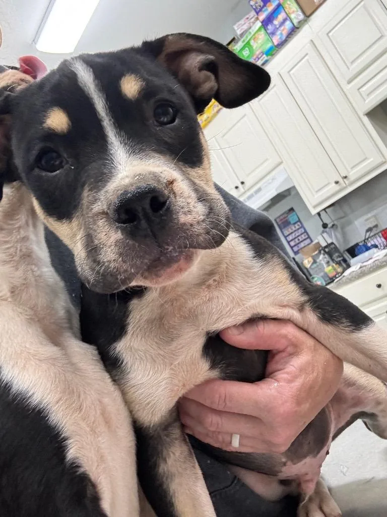 A baby medium-sized male Boxer dog named Brutus for adoption in Danielsville, GA