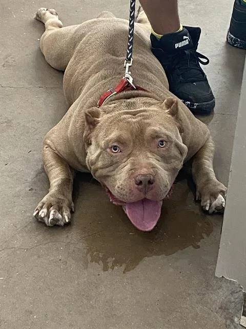 A young large-sized male Mixed Breed dog named Canelo for adoption in Dallas, TX