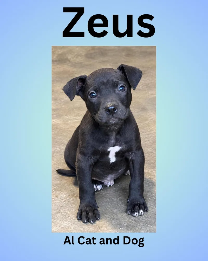 A baby small-sized male American Staffordshire Terrier dog named Zeus for adoption in Wasilla, AK