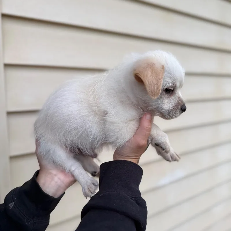 A baby small-sized male White / Cream Chihuahua dog named Toto for adoption in Newberg, OR
