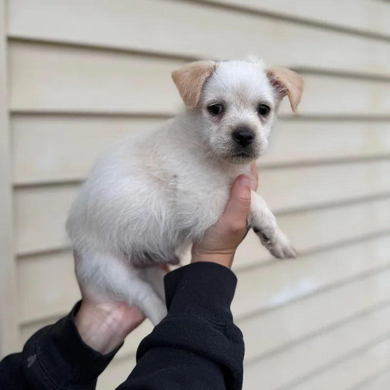 Toto thumbnail 2