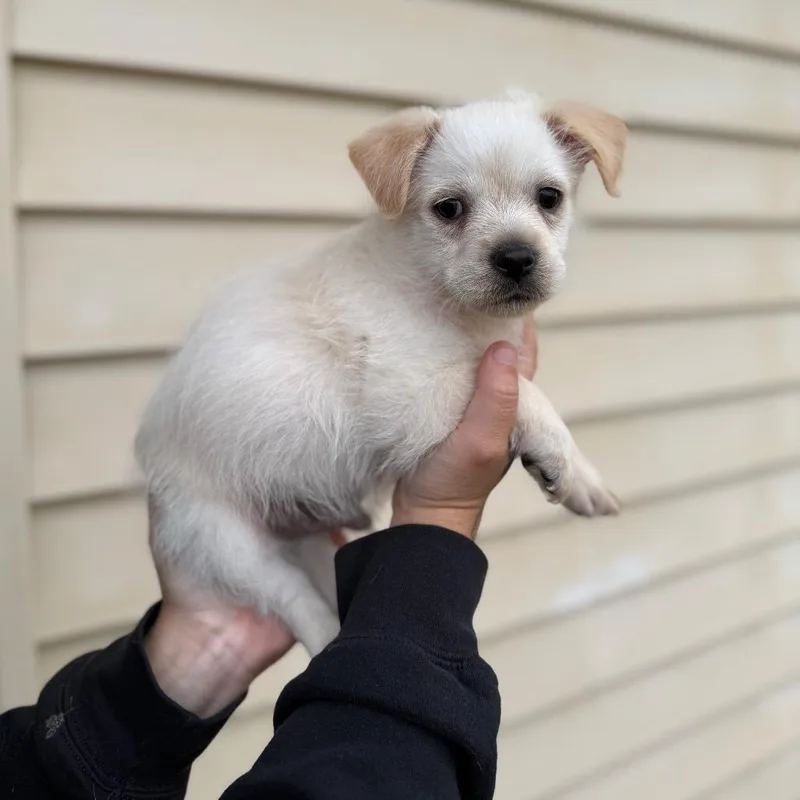 Toto thumbnail 3