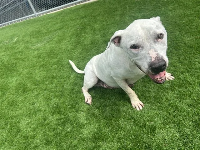 An adult large-sized male American Bulldog dog named Ruffles for adoption in Grand Prairie, TX