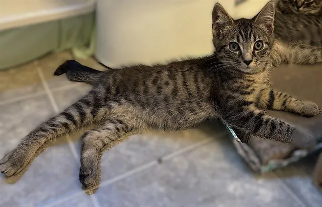 A baby small-sized male Domestic Short Hair cat named Ziggy for adoption in Sacramento, CA