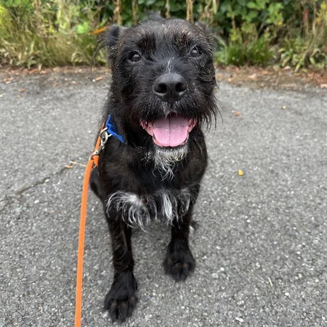 An adult large-sized female Terrier dog named Chai for adoption in Kent, WA