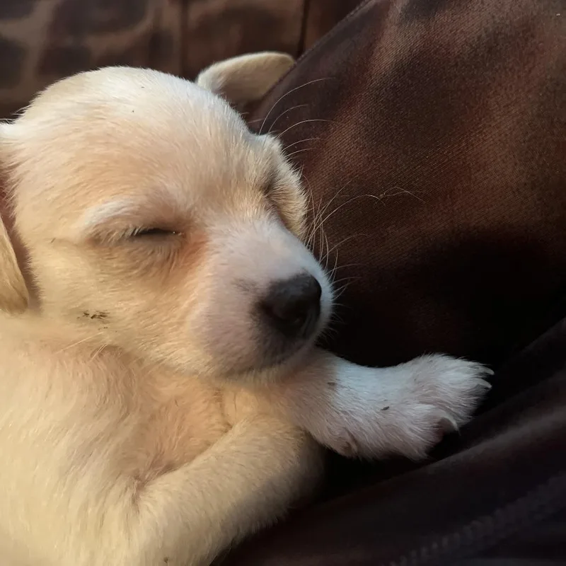 A baby small-sized male Yellow / Tan / Blond / Fawn Chihuahua dog named Marshmallow for adoption in Austin, TX