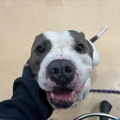 An adult large-sized male Pit Bull Terrier dog named Sal for adoption in Westland, MI