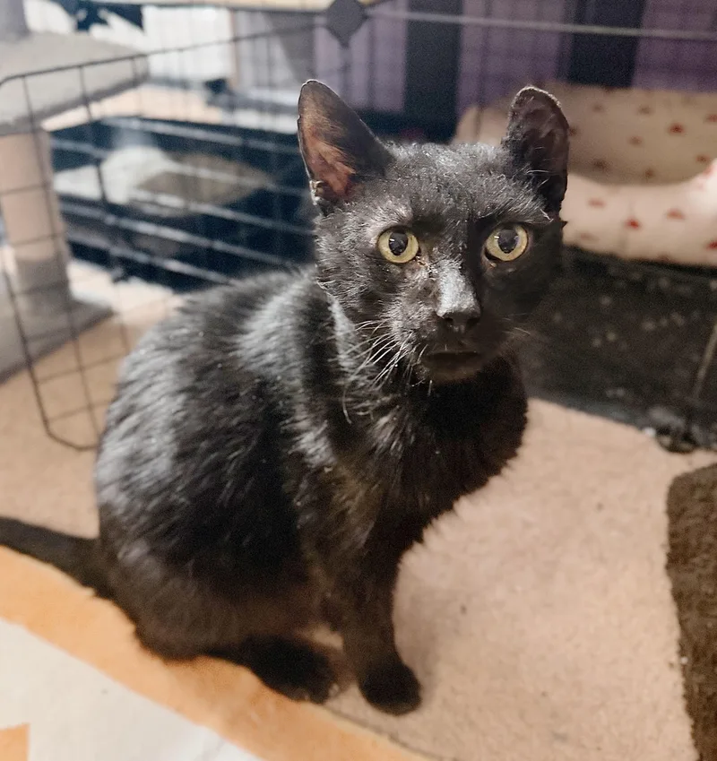 A young medium-sized male Black Domestic Short Hair cat named Arthur Pendragon for adoption in Philadelphia, PA