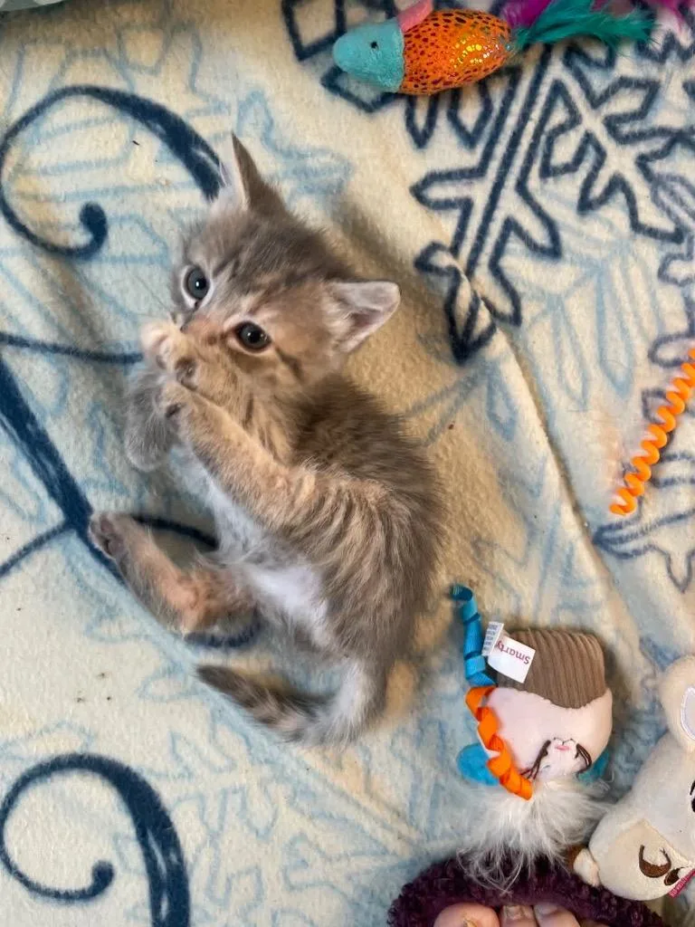 Mozzarella thumbnail 2