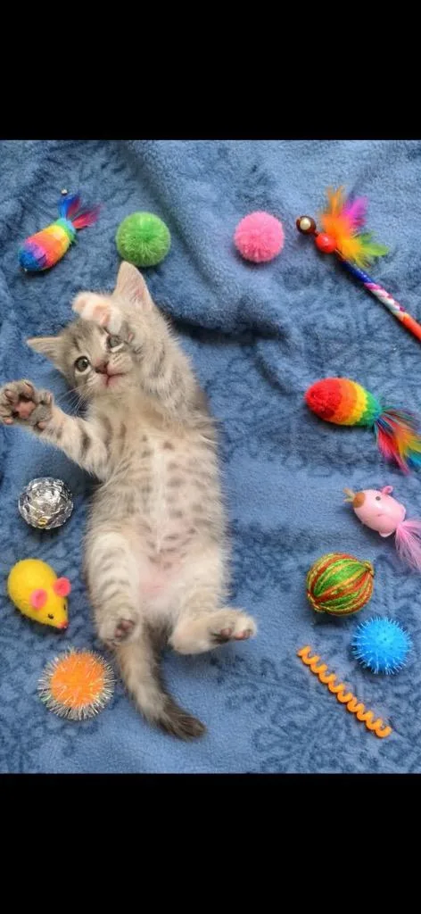 Mozzarella thumbnail 4