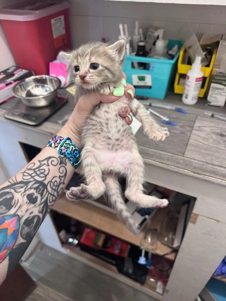 Mozzarella thumbnail 5