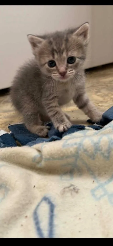 Mozzarella thumbnail 6