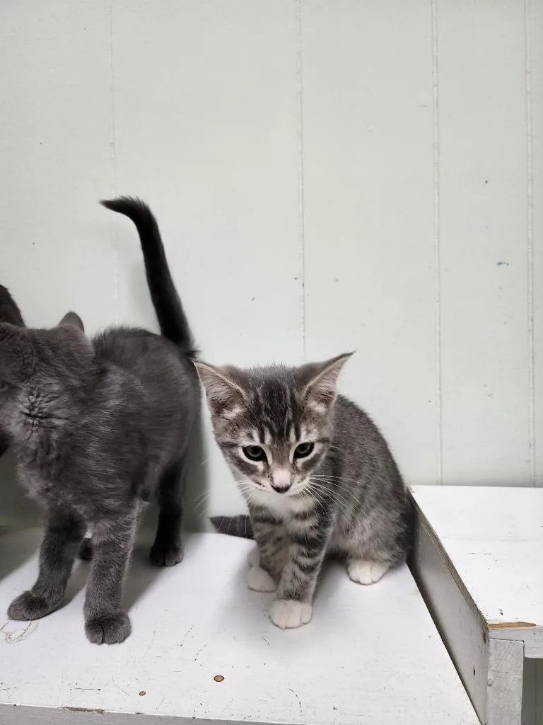 A baby small-sized female Domestic Short Hair cat named Moira for adoption in Virginia, MN