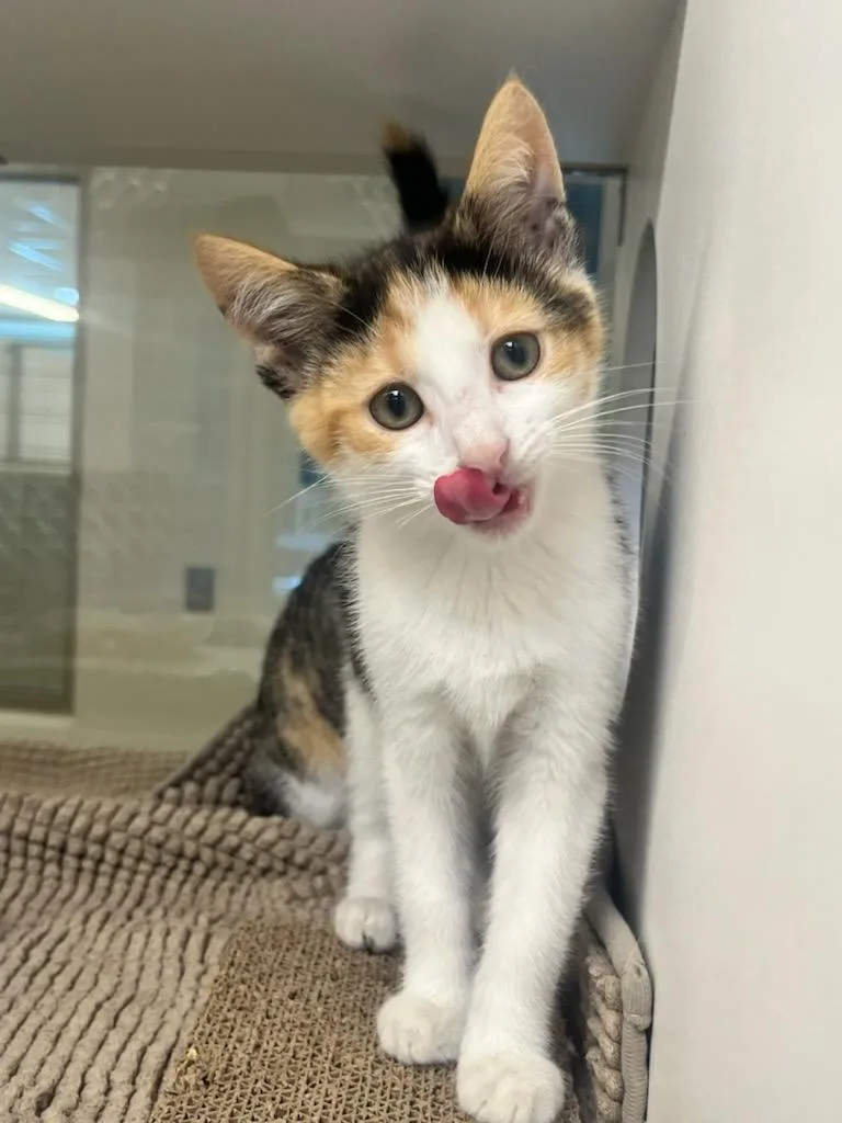 A baby small-sized female Domestic Short Hair cat named Justice for adoption in Manassas, VA